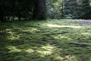 国吉神社・出雲大社上総教会