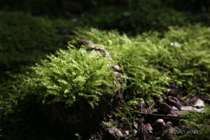 国吉神社・出雲大社上総教会