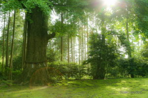 国吉神社・出雲大社上総教会